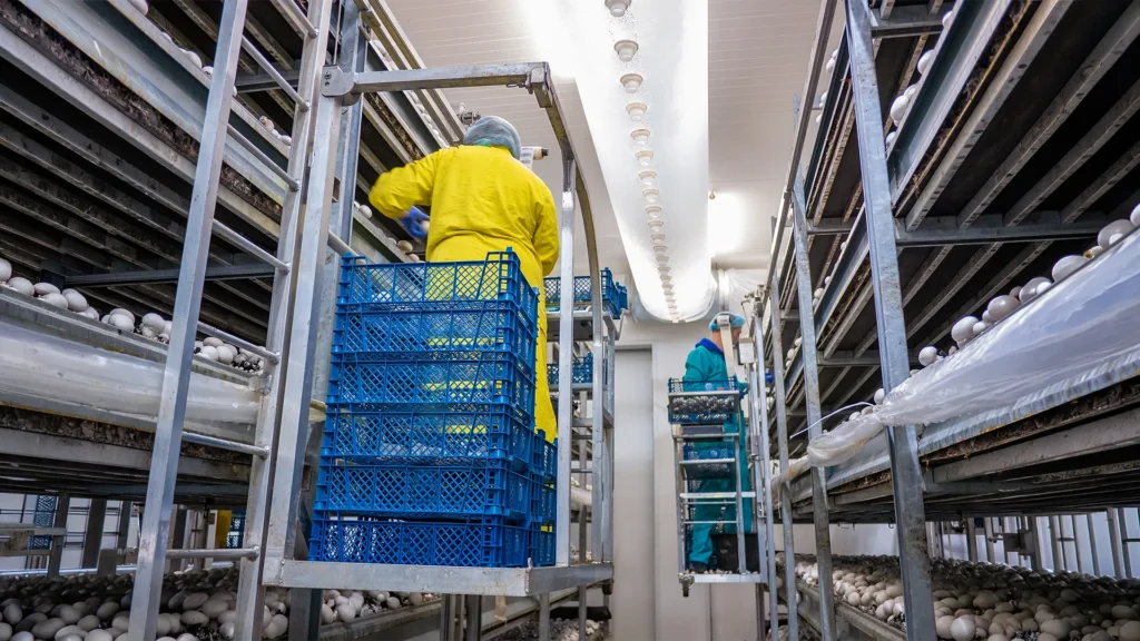 generadores para industria alimentaria